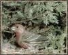 House Finch (Carpodacus mexicanus)