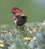 House Finch (Carpodacus mexicanus)