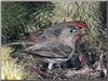 House Finch (Carpodacus mexicanus)