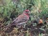 House Finch (Carpodacus mexicanus)