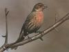 House Finch (Carpodacus mexicanus)