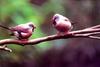 Long-tailed Finch (Poephila acuticauda)