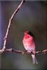 Purple Finch (Carpodacus purpureus)