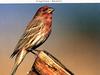 Purple Finch (Carpodacus purpureus)