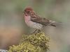 Purple Finch (Carpodacus purpureus)