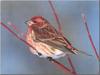 Purple Finch (Carpodacus purpureus)