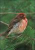 Purple Finch (Carpodacus purpureus)