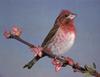 Purple Finch (Carpodacus purpureus)