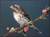 Purple Finch (Carpodacus purpureus)