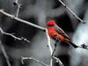 Can anyone id what kind of this reddish flycather like bird is?