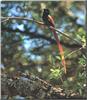 African Paradise Flycatcher (Terpsiphone viridis)