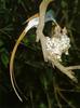 African Paradise Flycatcher (Terpsiphone viridis)