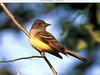 Great Crested Flycatcher (Myiarchus crinitus)