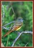 Great Crested Flycatcher (Myiarchus crinitus)