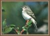 Least Flycatcher (Empidonax minimus)