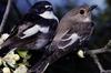 European Pied Flycatcher (Ficedula hypoleuca)