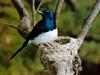 Satin Flycatcher (Myiagra cyanoleuca)