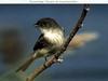 Tyrant Flycatcher (Tyrannidae)