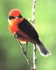 Vermilion Flycatcher (Pyrocephalus rubinus)