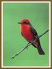 Vermilion Flycatcher (Pyrocephalus rubinus)