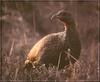 Francolin (Francolinus sp.)