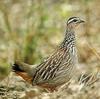 Crested Francolin (Francolinus sephaena)  -- crested francolin (Ortygornis sephaena)