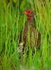 Swainson's Francolin (Francolinus swainsonii)