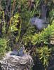 Gnatcatcher and chicks in nest (Polioptila sp.)