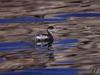 Grebe (Podicipedidae)