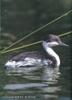 Grebe (Podicipedidae)