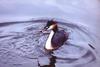 Great Crested Grebe (Podiceps cristaus)