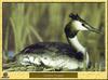 Great Crested Grebe (Podiceps cristaus)