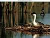 Western Grebe (Aechmophorus occidentalis)