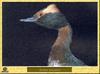 Horned Grebe (Podiceps auritus)