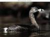 Pied-billed Grebe (Podilymbus podiceps)