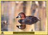 Little Grebe (Tachybaptus ruficollis)