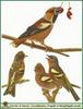 Grosbeaks (Ploceidae)