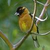 Black-headed Grosbeak (Pheucticus melanocephalus)