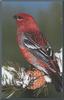 Pine Grosbeak (Pinicola enucleator)