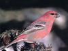 Pine Grosbeak (Pinicola enucleator)