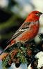 Pine Grosbeak (Pinicola enucleator)