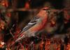 Pine Grosbeak (Pinicola enucleator)