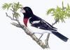 Rose-breasted Grosbeak (Pheucticus ludovicianus)