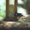 Rose-breasted Grosbeak (Pheucticus ludovicianus)