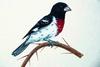 Rose-breasted Grosbeak (Pheucticus ludovicianus)