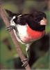 Rose-breasted Grosbeak (Pheucticus ludovicianus)