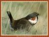 Blue Grouse (Dendragapus obscurus)