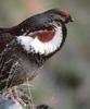 Blue Grouse (Dendragapus obscurus)