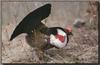 Blue Grouse (Dendragapus obscurus)