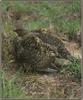 Blue Grouse (Dendragapus obscurus)